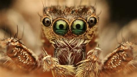 animals with odd number of eyes|10 Animals With More Than Two Eyes — Forest Wildlife.